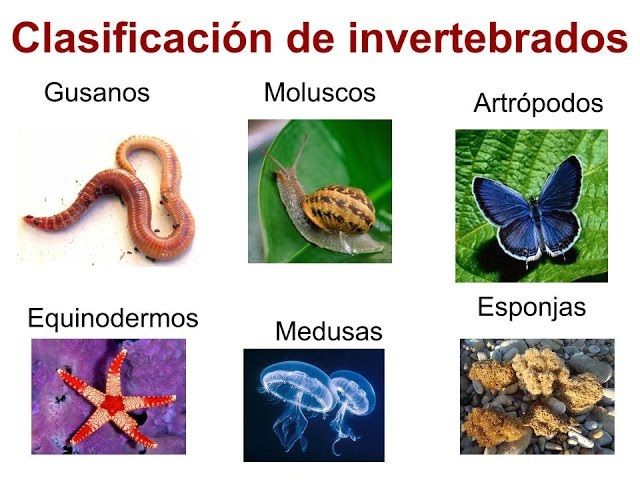 Clasificación de los animales invertebrados