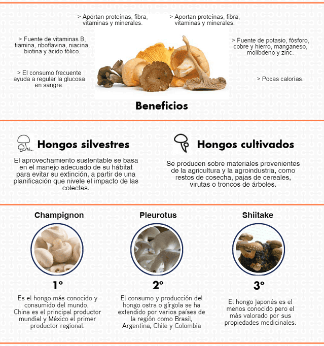 Infografia Sobre Hongos Comestibles