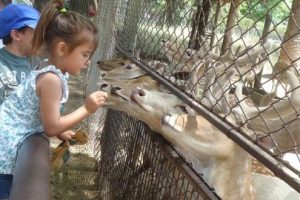 visita al zoológico